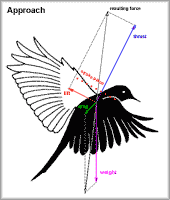 total forces at a small bird on approach