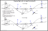 Movements and forces during the flapping flight of a bird