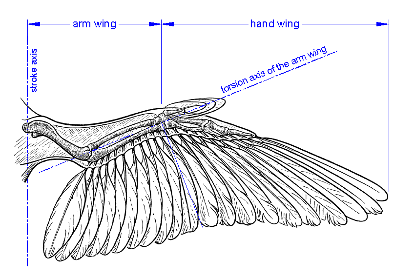 In this drawing by K Herzog the anatomic subdivision of the bird's wing in