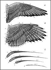 wing shapes and cross sections