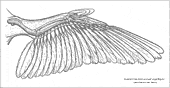 Anatomie eines Vogelflügels