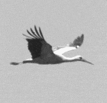 Animation: 
Cigogne en vol de croisière